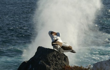 Cea mai batrana pasare de apa din lume va fi din nou mama