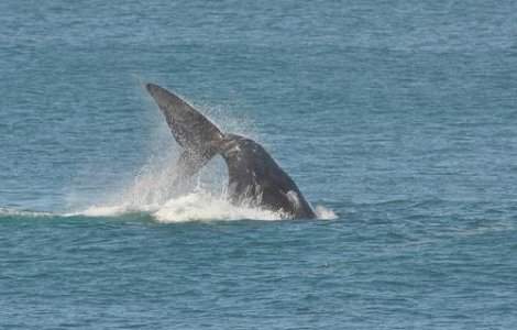 Amendat pentru ca a inotat pe spatele unei balene