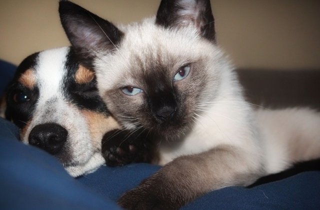 Cat timp pot sta animalele de companie singure?