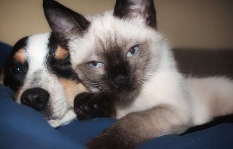 Cat timp pot sta animalele de companie singure?