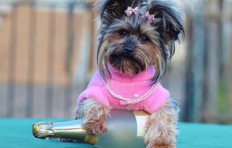  Top  Cum au intampinat Noul An cele mai simpatice animale