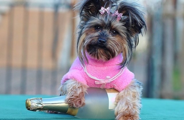 Cum au intampinat Noul An cele mai simpatice animale