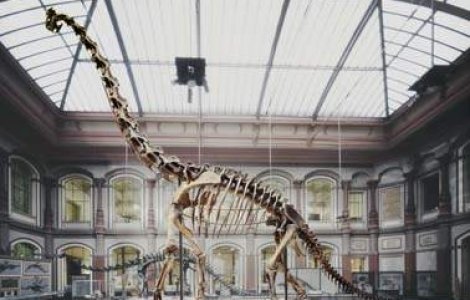 Schelete de dinozauri, puse in vanzare la Paris