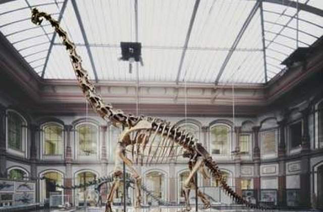 Schelete de dinozauri, puse in vanzare la Paris