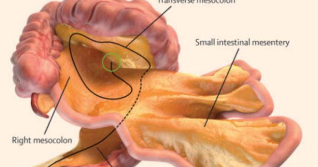Un nou organ a fost descoperit in corpul uman
