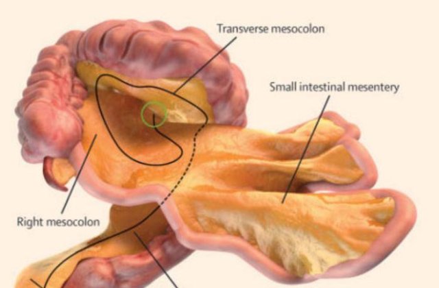 Un nou organ a fost descoperit in corpul uman