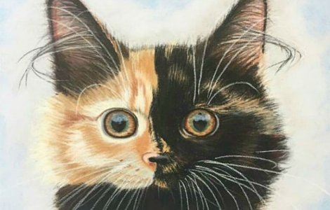 Faceti cunostinta cu Yana, pisica cu doua fete