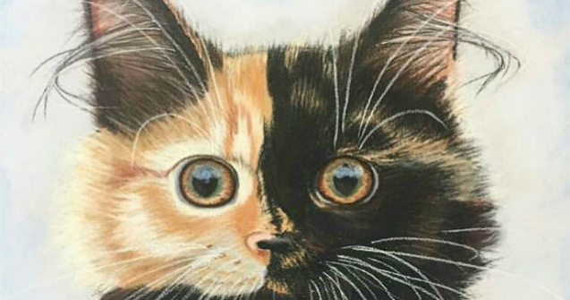 Faceti cunostinta cu Yana, pisica cu doua fete