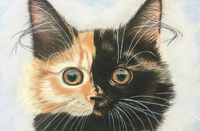 [FOTO] Faceti cunostinta cu Yana, pisica cu doua fete