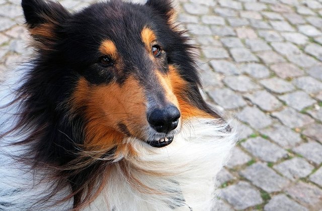 Ce distanta a parcurs un caine pentru a-si gasi stapana