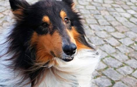 Ce distanta a parcurs un caine pentru a-si gasi stapana