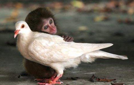 Sarbatoreste si tu Ziua Mondiala a Animalelor!