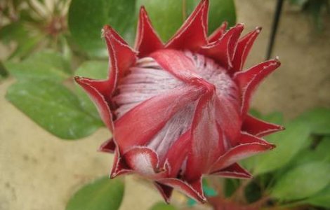 20% din speciile de plante ar putea disparea din cauza omului