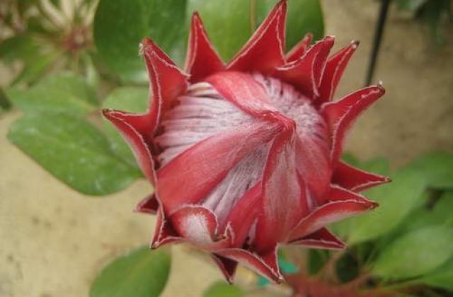 20% din speciile de plante ar putea disparea din cauza omului