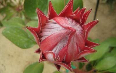 20% din speciile de plante ar...