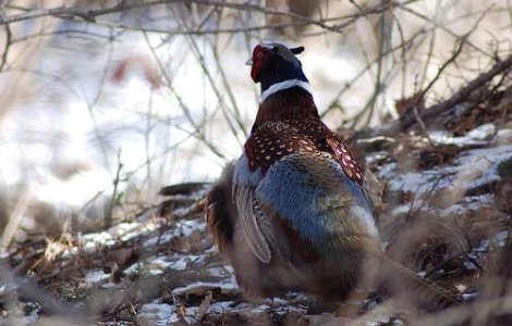 CE: Romania nu a respectat reglementarile privind vanarea pasarilor