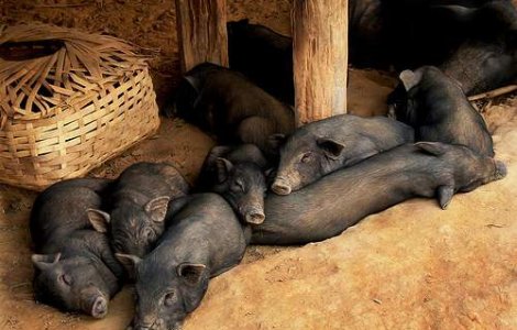 Micro-porcul care a intrecut cainele