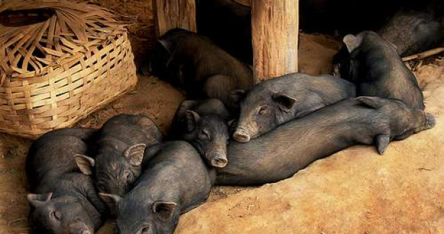 Micro-porcul care a intrecut cainele