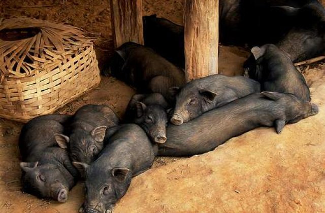 Micro-porcul care a intrecut cainele