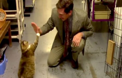 Acest adapost pentru animale a creat cel mai amuzant clip de promovare