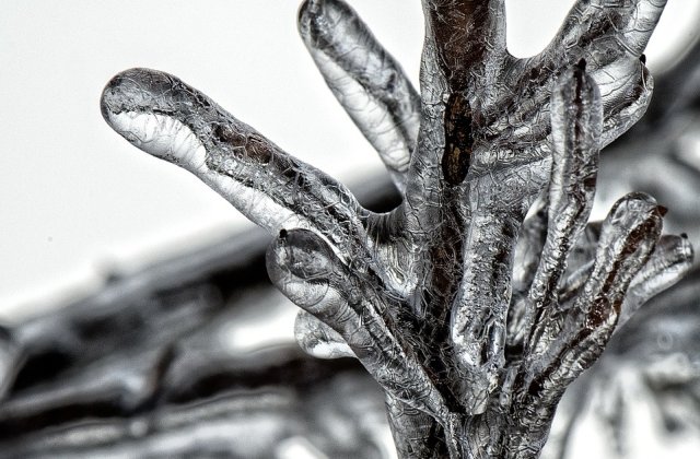 Cod GALBEN de ger in toata tara