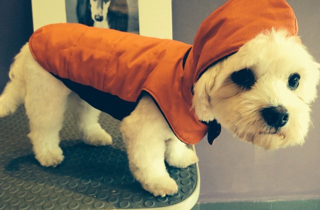 Adaptarea celor mai buni prieteni ai omului la frig: Ar trebui sa poarte cainii haine iarna?