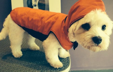 Adaptarea celor mai buni prieteni ai omului la frig: Ar trebui sa poarte cainii haine iarna?