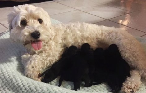 Amuzat: doi catelusi albi au adus pe lume 5 pui adorabili... negri