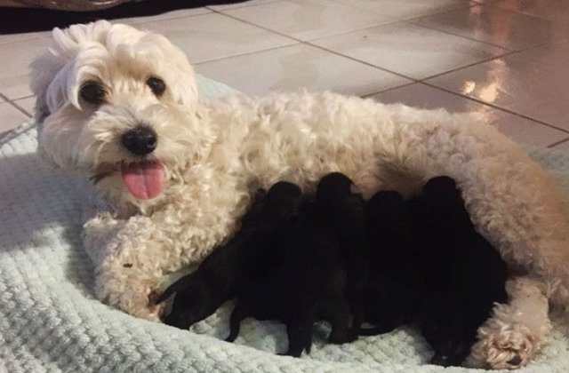 [FOTO] Amuzat: doi catelusi albi au adus pe lume 5 pui adorabili... negri