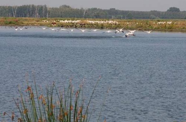 Un elicopter taxi s-a prabusit in Delta Dunarii