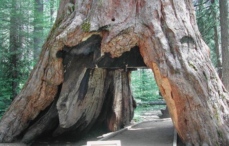 Arbore sequoia de peste 1000 de ani, doborat de o furtuna