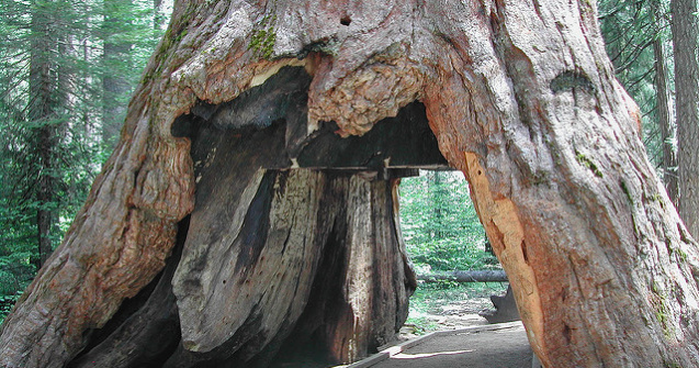 Arbore sequoia de peste 1000 de ani, doborat de o furtuna