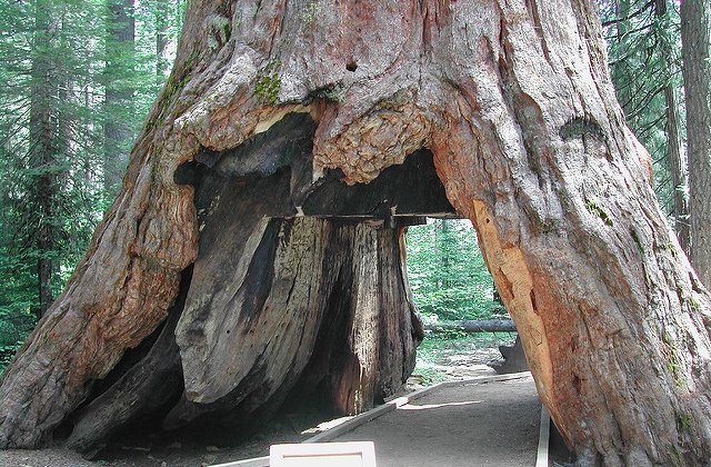 Arbore sequoia de peste 1000 de ani, doborat de o furtuna