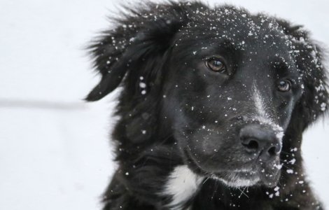 O furtuna a lovit Istanbul. Ce au facut pentru a ajuta animalele