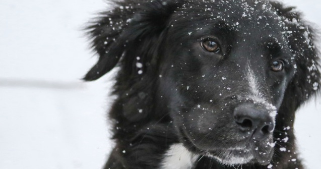O furtuna a lovit Istanbul. Ce au facut pentru a ajuta animalele