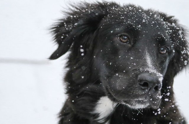 [VIDEO] O furtuna puternica a lovit orasul Istanbul. Ce au facut locuitorii pentru a ajuta animalele fara adapost