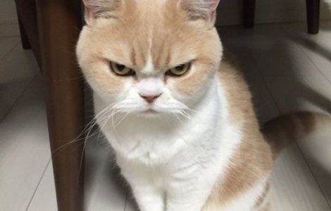  Top  12 imagini amuzante cu pisici fioroase, surprinse exact la momentul potrivit