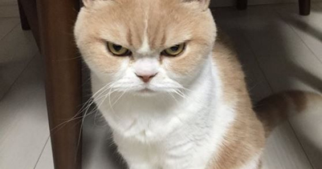  Top  12 imagini amuzante cu pisici fioroase, surprinse exact la momentul potrivit