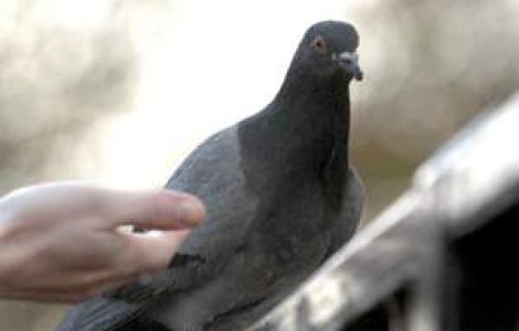 Porumbel arestat in Bosnia pentru trafic de droguri