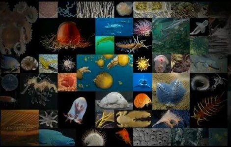  Video  Cum numaram milioanele de pesti din mare?