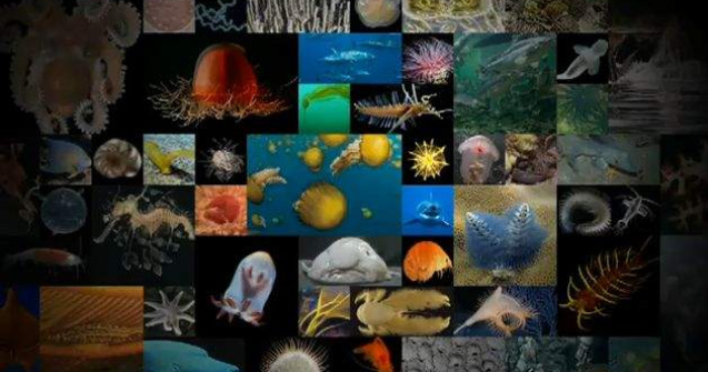  Video  Cum numaram milioanele de pesti din mare?