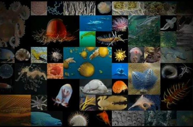 [VIDEO] Cum numaram milioanele de pesti din mare?