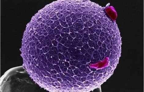 STUDIU - Raspandirea cancerului in organism, redusa cu 75% in cadrul unor teste pe animale