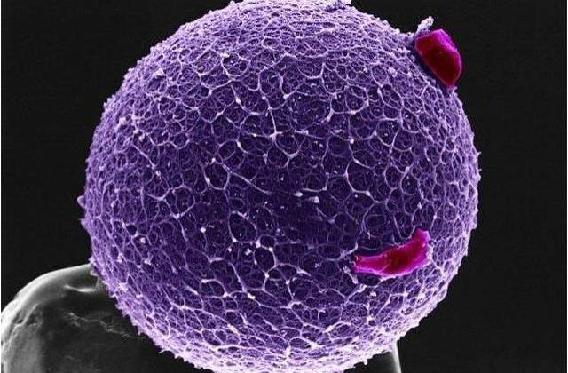 STUDIU - Raspandirea cancerului in organism, redusa cu 75% in cadrul unor teste pe animale