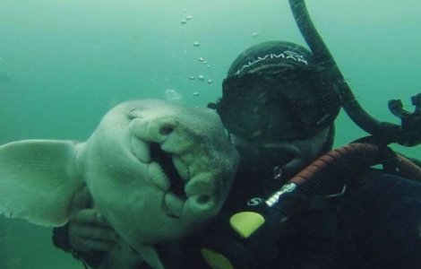 Un barbat s-a imprietenit cu un rechin