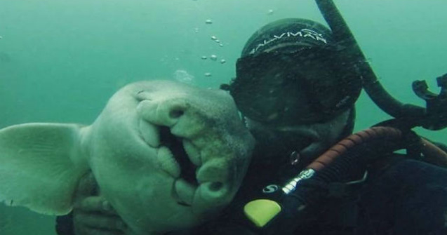 Un barbat s-a imprietenit cu un rechin