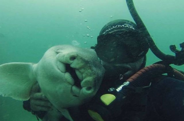 [FOTO] Un barbat s-a imprietenit cu un rechin si acum se joaca de fiecare data cand se revad