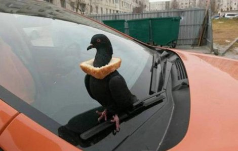  Top  Rusia... Chiar e tara tuturor posibilitatilor!