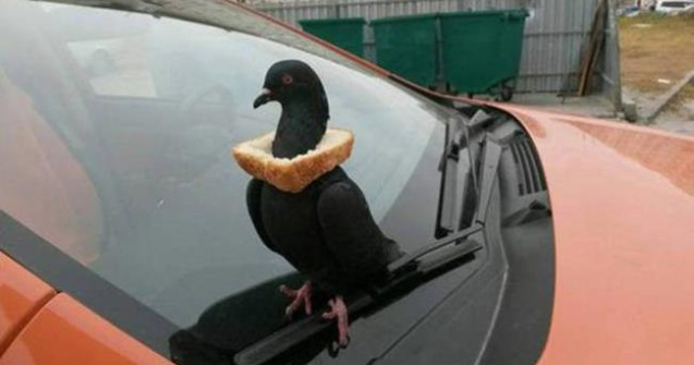  Top  Rusia... Chiar e tara tuturor posibilitatilor!