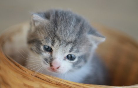  Top  Galerie foto. Pisicile care iti vor fura inima in cateva secunde!